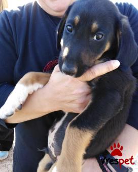Ράτσα: Κόλι - Collie | Ηλικία: 2 μηνών | Φύλο: Αρσενικό | Αρ. Microchip: 000000000000000 | Ημίαιμο | Περιοχή: Μέγαρα, Αττική